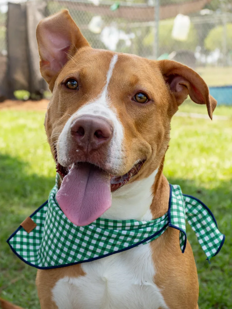 An adult medium-sized male Apricot / Beige Mixed Breed dog named Riley for adoption in Myrtle Beach, SC