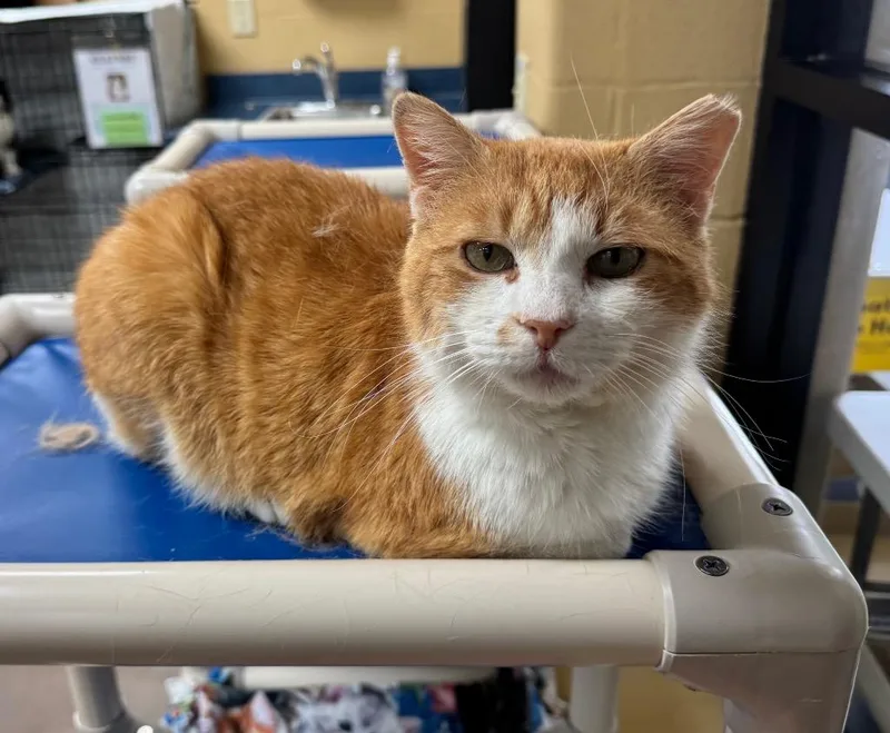 An adult medium-sized male Domestic Short Hair cat named Pickle Chip for adoption in Cincinnati, OH