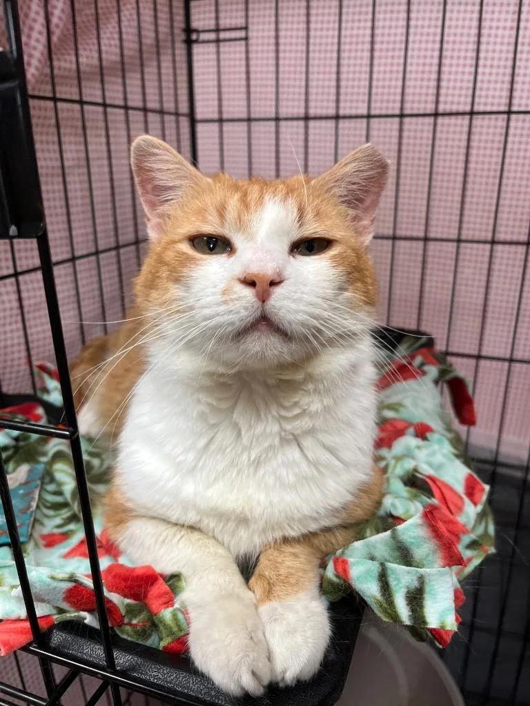 Pickle Chip thumbnail 2