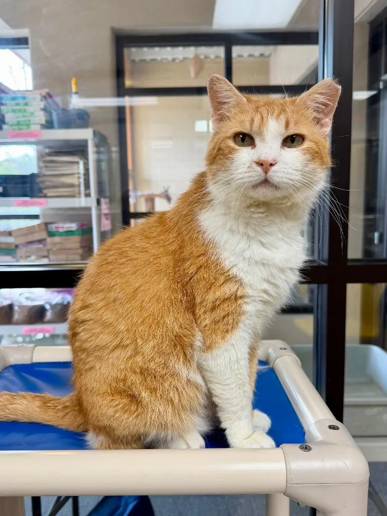 Pickle Chip thumbnail 3