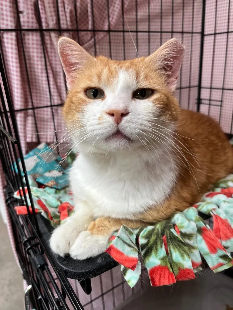 Pickle Chip thumbnail 4