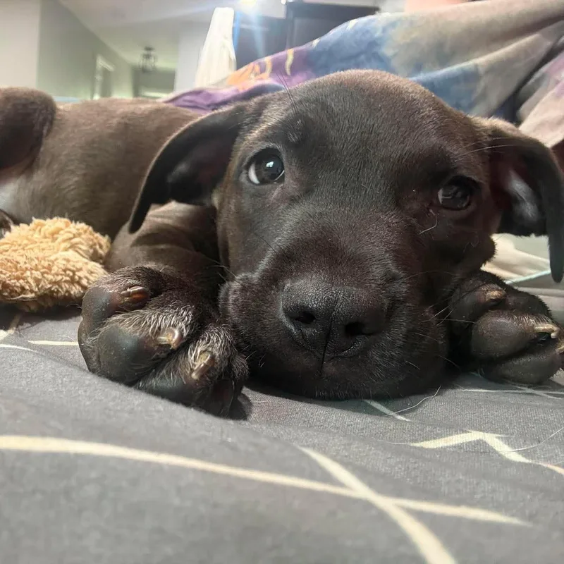 A baby large-sized male Black Pit Bull Terrier dog named Chip for adoption in Levittown, NY