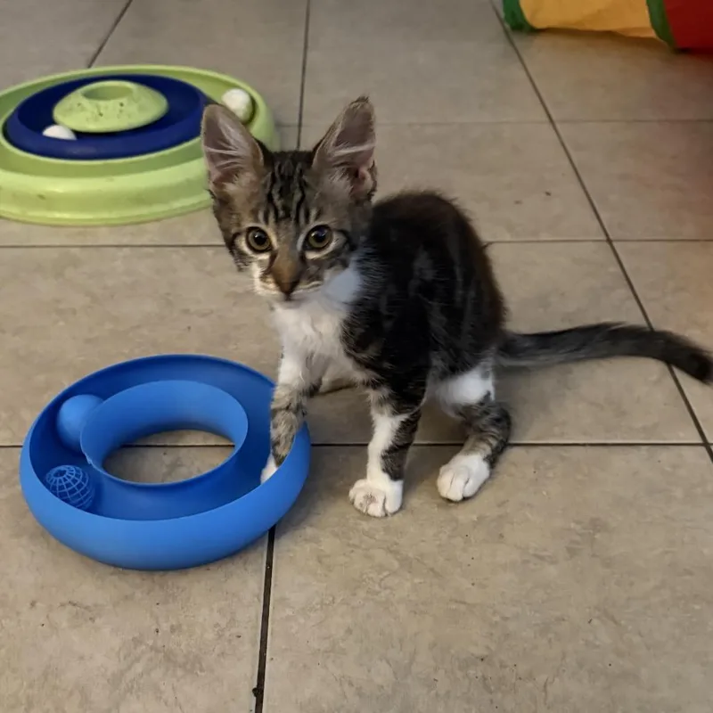 A baby small-sized male Brown / Chocolate Domestic Medium Hair cat named Wobbles for adoption in Tustin, CA