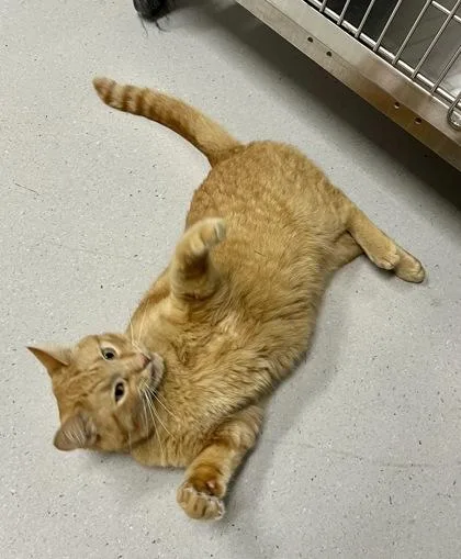 An adult small-sized male Domestic Short Hair cat named Chester for adoption in Missoula, MT