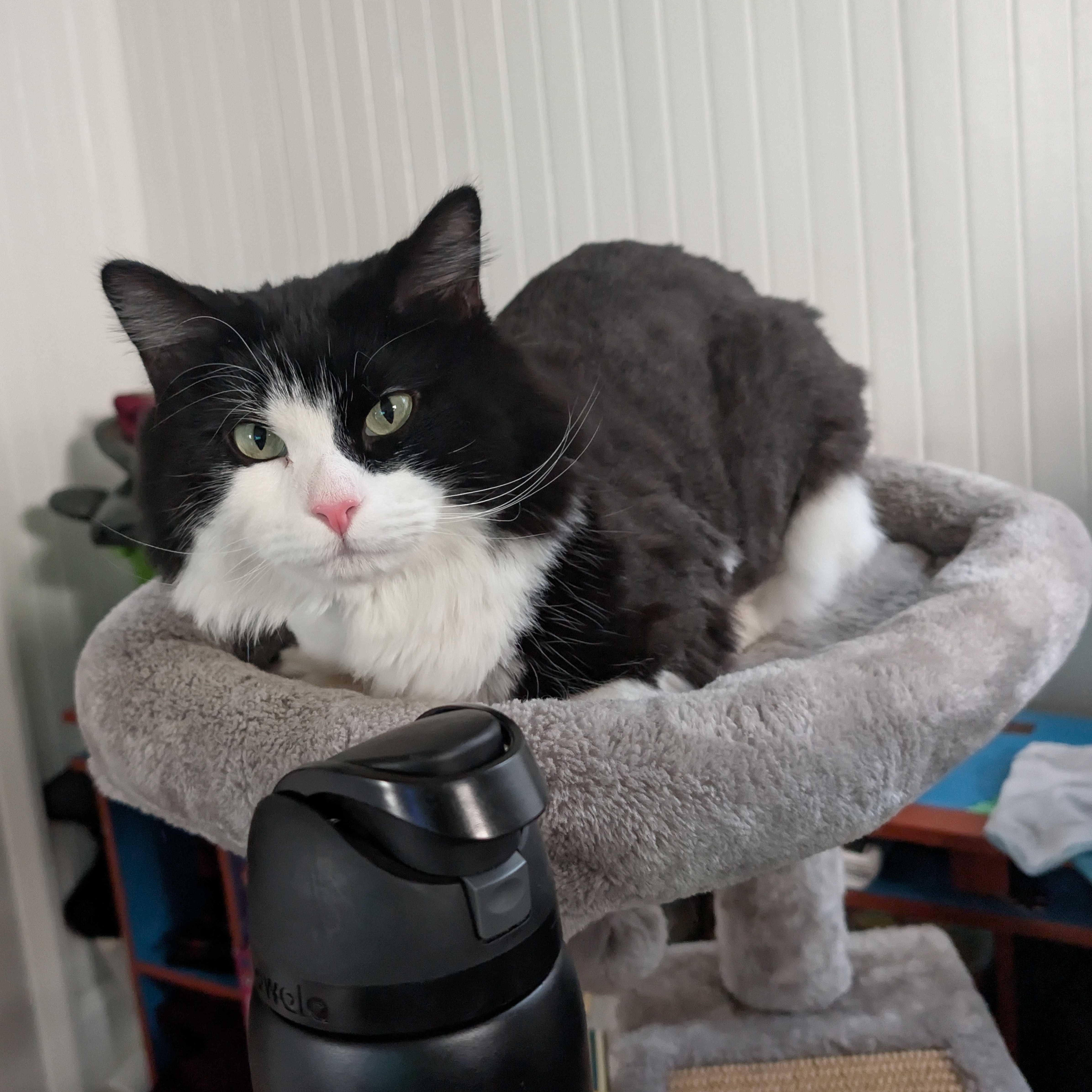 A young medium-sized male Black & White / Tuxedo Domestic Long Hair cat named Moon for adoption in Waltham, MA