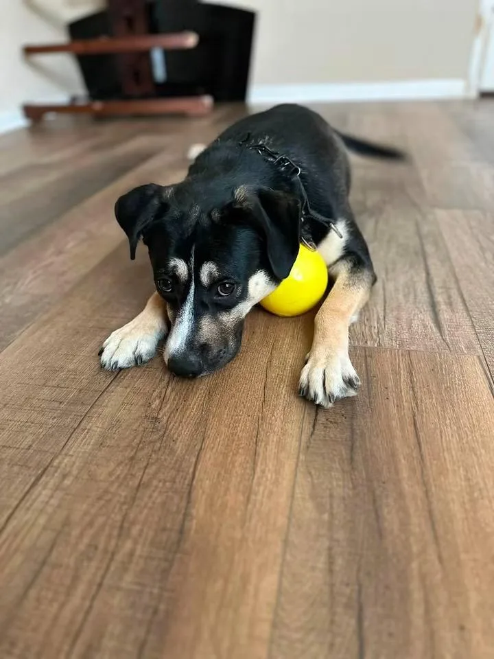 An adult medium-sized male Bicolor Shepherd dog named Simon for adoption in Humble, TX