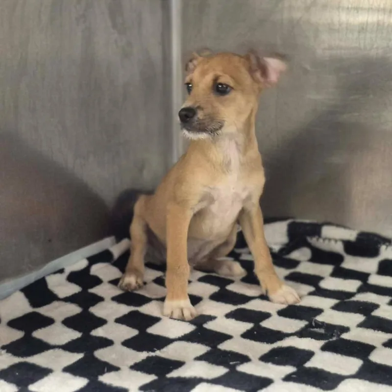 A baby small-sized male Red / Chestnut / Orange Terrier dog named Sebastian McRuff for adoption in Dover, AR