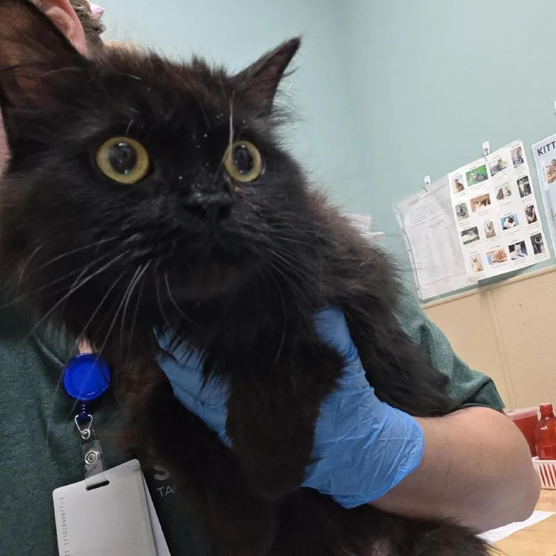 An adult medium-sized female Black Persian cat named Dumpling for adoption in Tacoma, WA