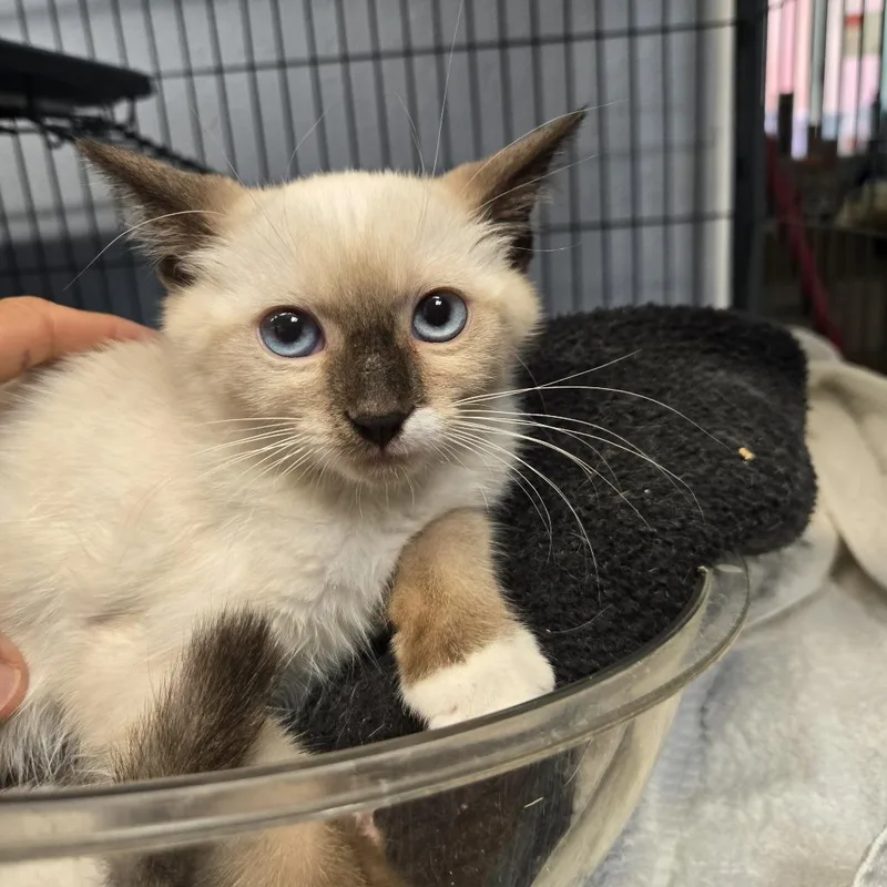 A baby small-sized female Cream / Ivory Siamese cat named Frankie for adoption in Desert Hot Springs, CA