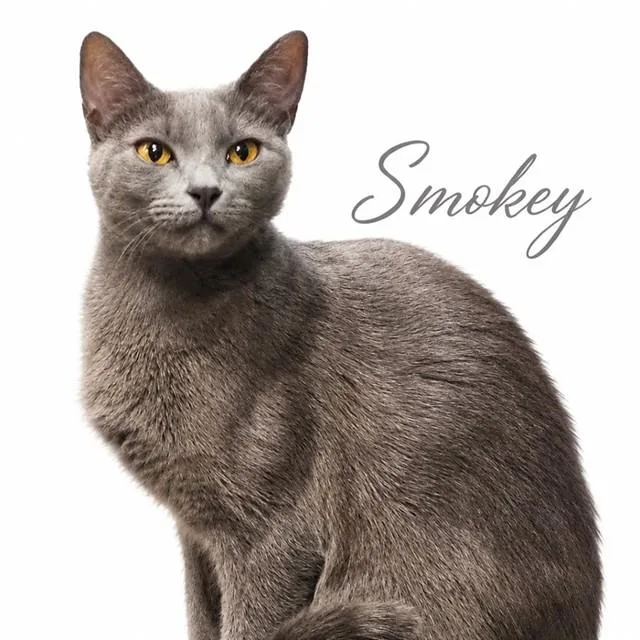A young medium-sized female Domestic Short Hair cat named Smokey for adoption in Auburn, CA