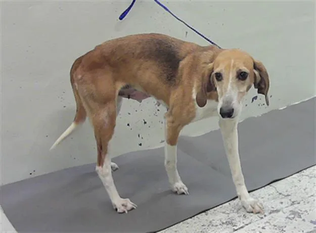 An adult medium-sized female Foxhound dog named Tulip for adoption in Houston, TX