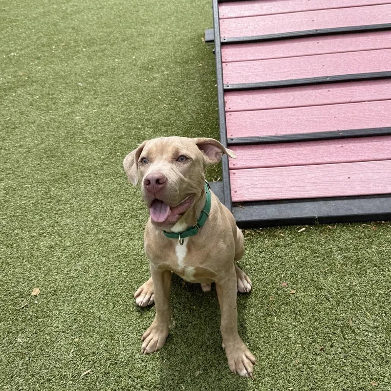 A young medium-sized male Yellow / Tan / Blond / Fawn Pit Bull Terrier dog named Razzle for adoption in Greensboro, NC