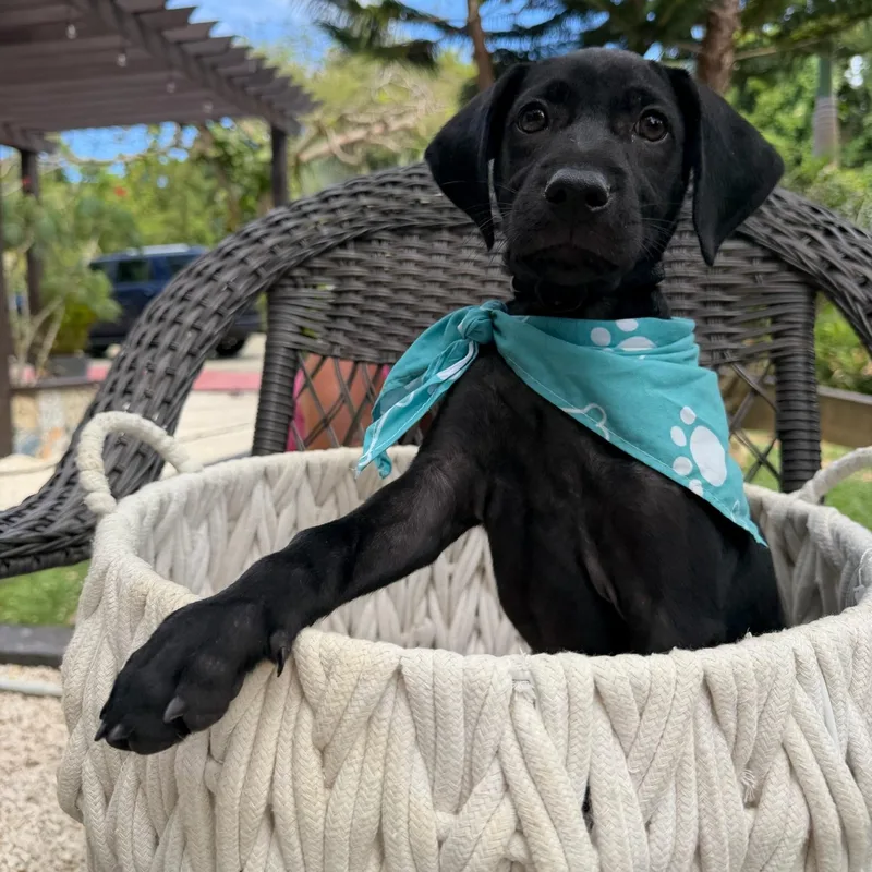 A baby medium-sized male Black Mixed Breed dog named Otis Oh So for adoption in Lake Forest, IL
