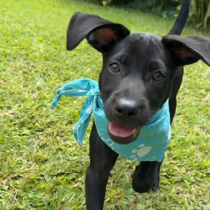 Otis  Oh So thumbnail 3