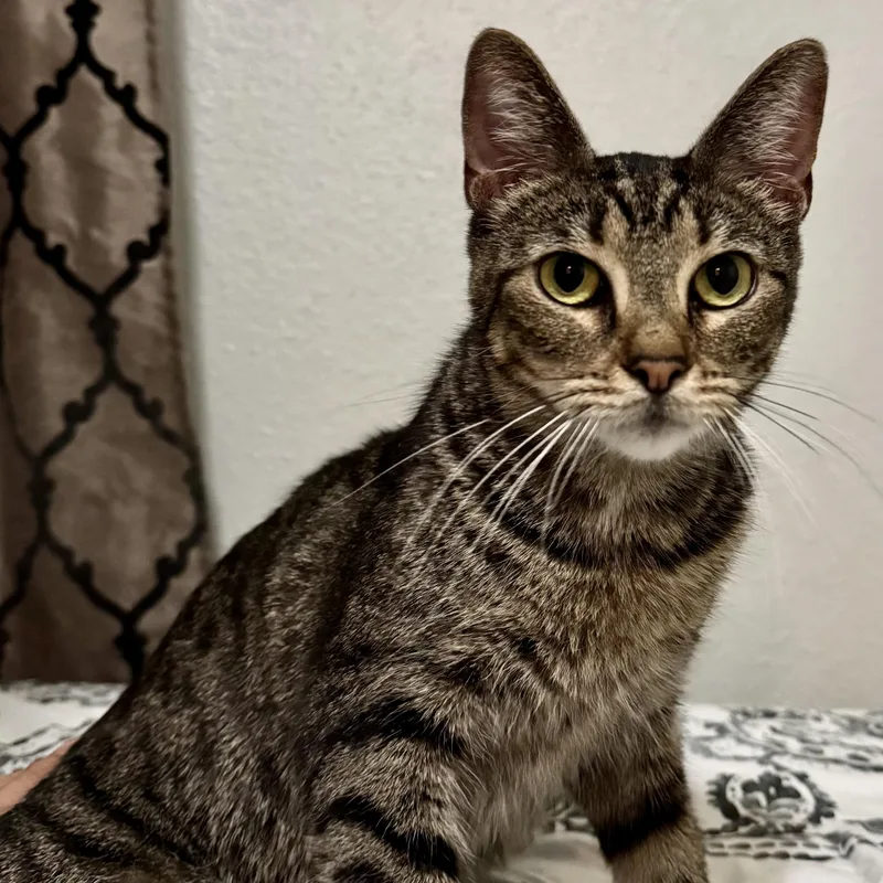 A young medium-sized female Tabby (Brown / Chocolate) Domestic Short Hair cat named Chitara for adoption in Liverpool, TX