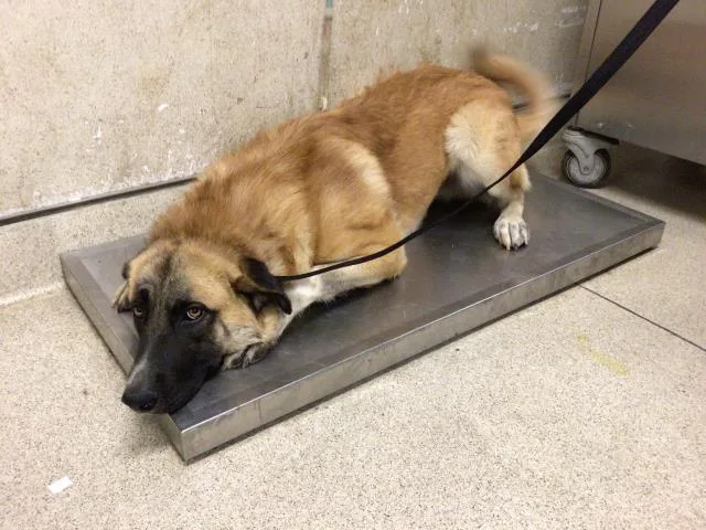 A young large-sized male German Shepherd Dog dog named Beau for adoption in Riverside, CA