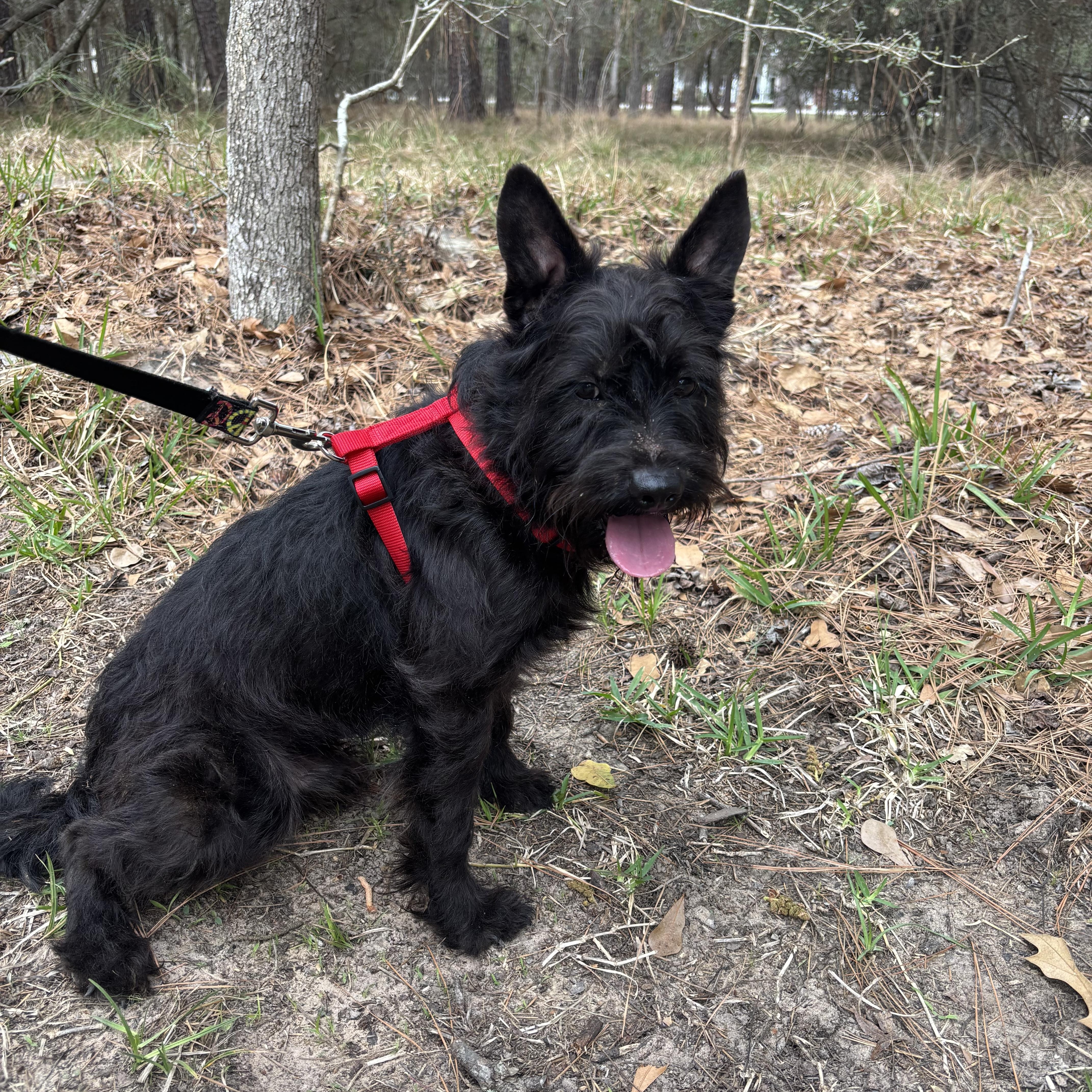 A young small-sized male Black Scottish Terrier dog named Griffin for adoption in Spring, TX