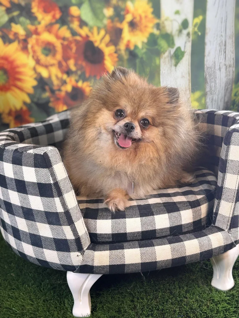 An adult small-sized female Pomeranian dog named Penny for adoption in Garland, TX