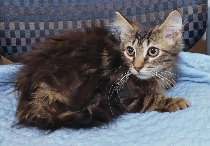 A baby medium-sized male Tabby (Brown / Chocolate) Tabby cat named Jinx for adoption in Euclid, OH