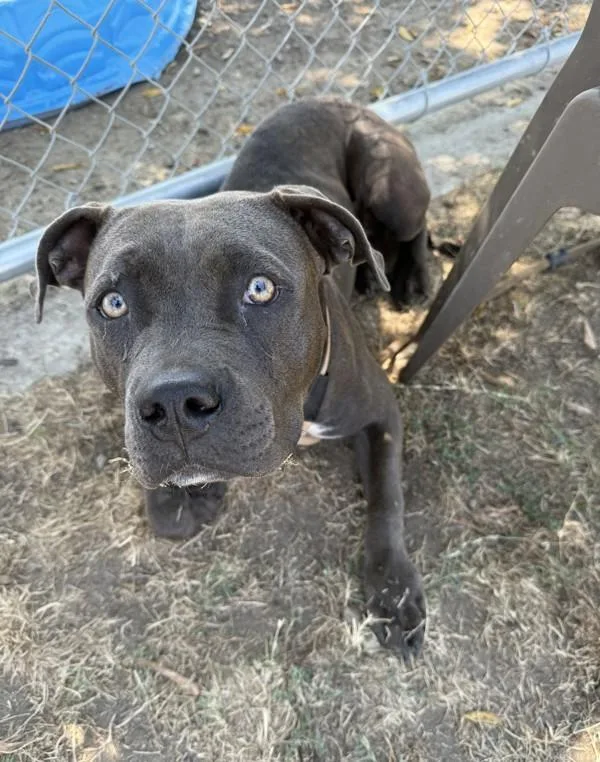 A young medium-sized female American Staffordshire Terrier dog named Zara for adoption in Tulare, CA