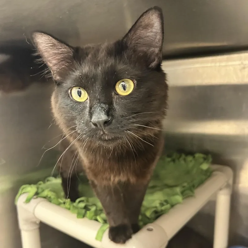 An adult medium-sized male Domestic Long Hair cat named Rhaegal for adoption in Los Angeles, CA