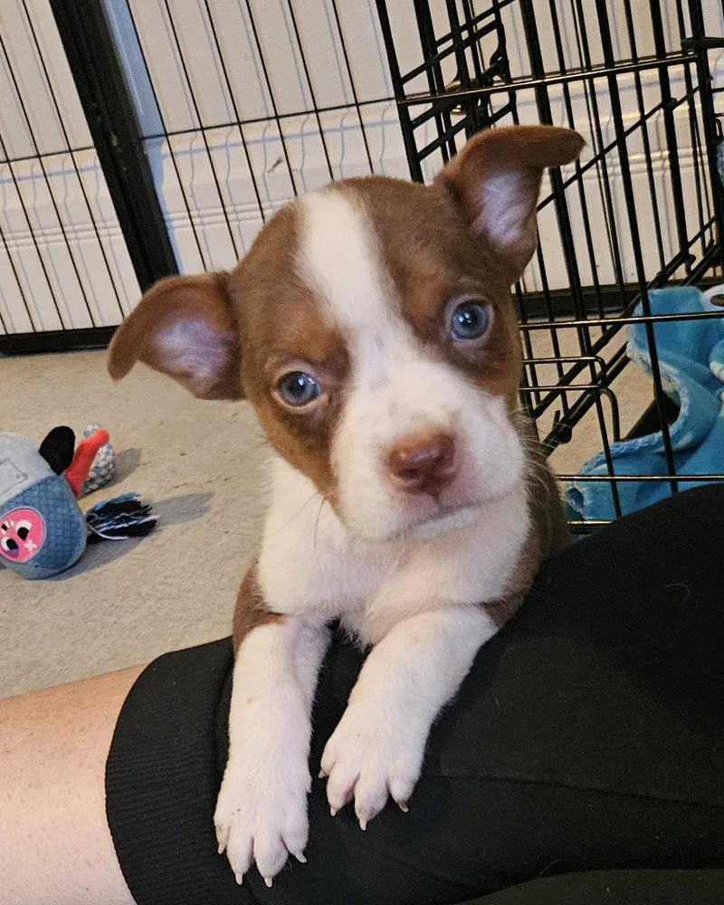 A baby large-sized male Australian Cattle Dog / Blue Heeler dog named Dunkel for adoption in Newport, KY
