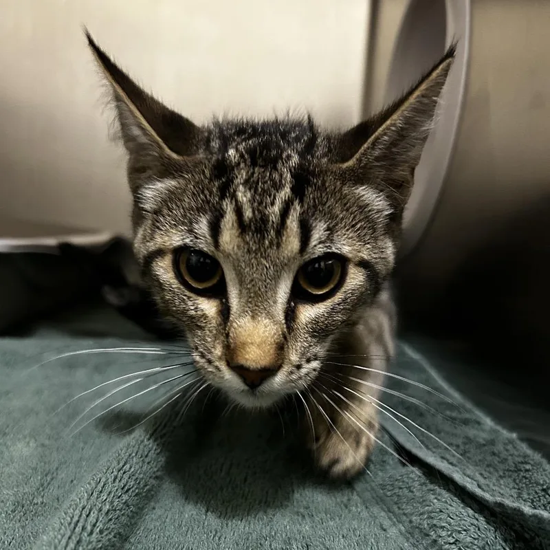 A young small-sized male Brown / Chocolate Domestic Short Hair cat named Iepastray for adoption in Upland, CA