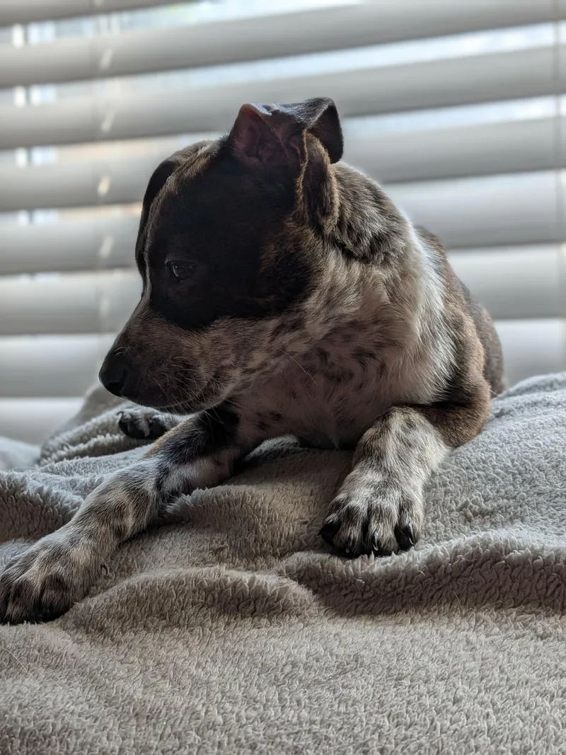 A baby medium-sized male Black Australian Cattle Dog / Blue Heeler dog named Louis for adoption in Kannapolis, NC