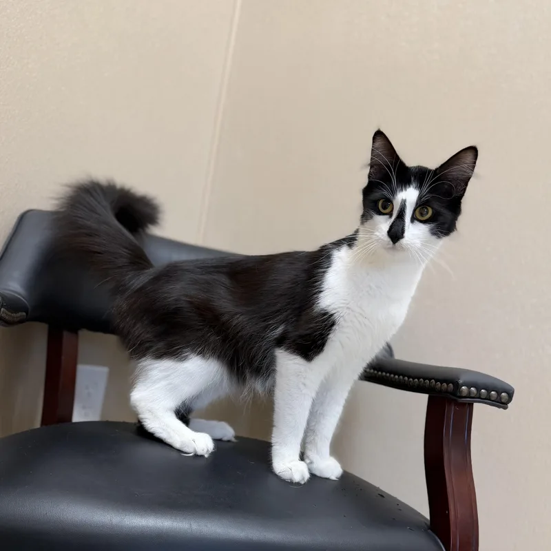 A young medium-sized female Black Domestic Long Hair cat named Penelope for adoption in North Providence, RI