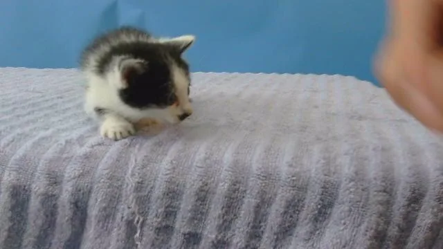 A baby small-sized male Domestic Short Hair cat named Salt for adoption in Agoura, CA