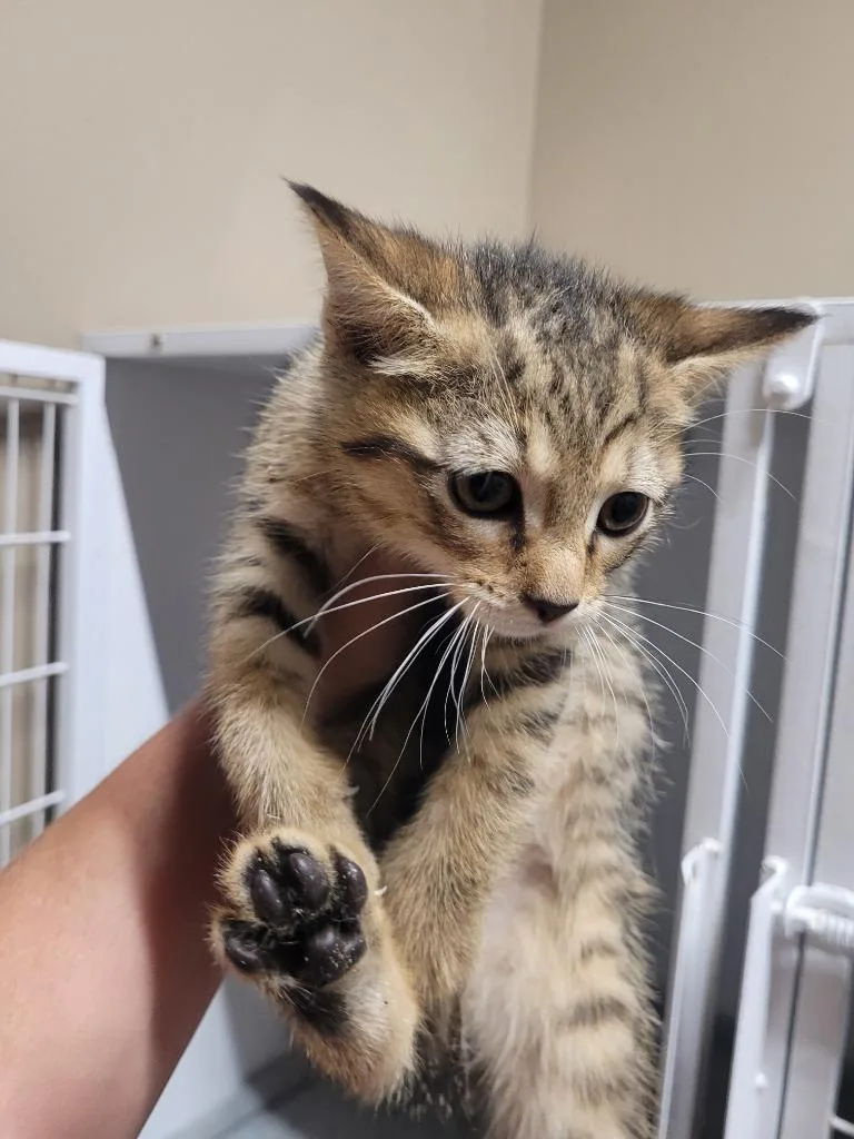 A baby small-sized female Domestic Short Hair cat named Jubilee for adoption in Huntsville, TX