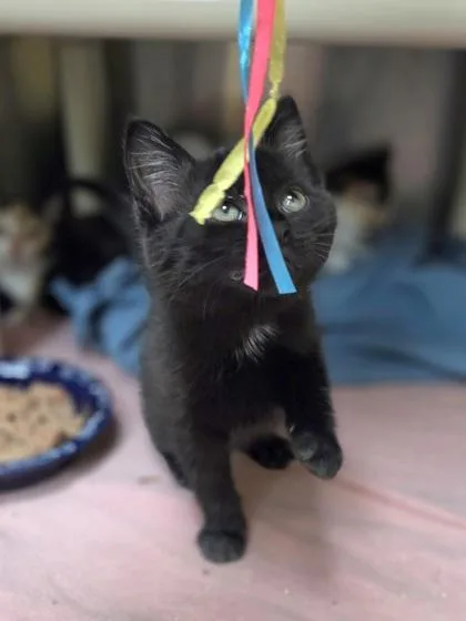 Meow Mix thumbnail 2