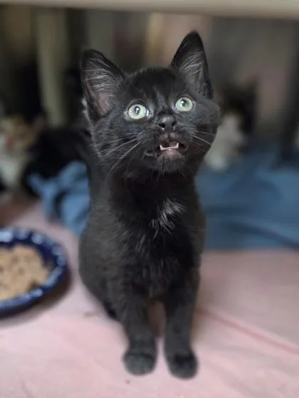 Meow Mix thumbnail 3