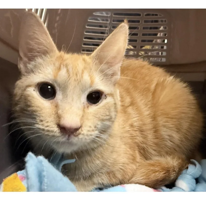 An adult large-sized male Tabby (Orange / Red) Tabby cat named Caterpillar Blossom for adoption in Chandler, AZ