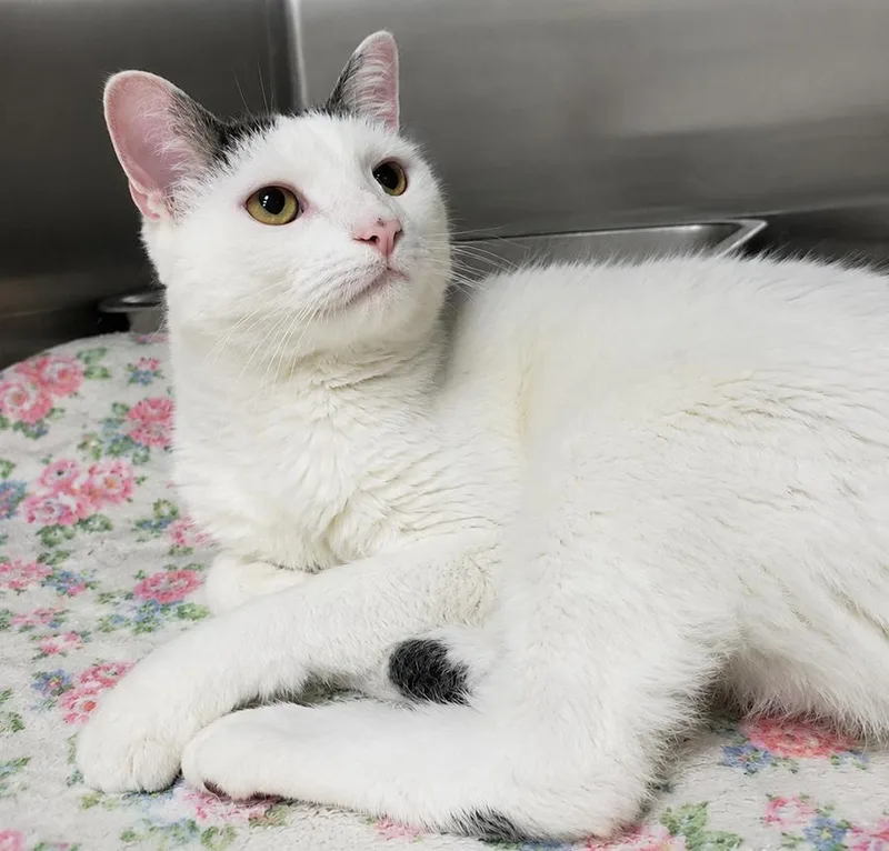 An adult medium-sized female Domestic Long Hair cat named Suki for adoption in Cuyahoga Falls, OH