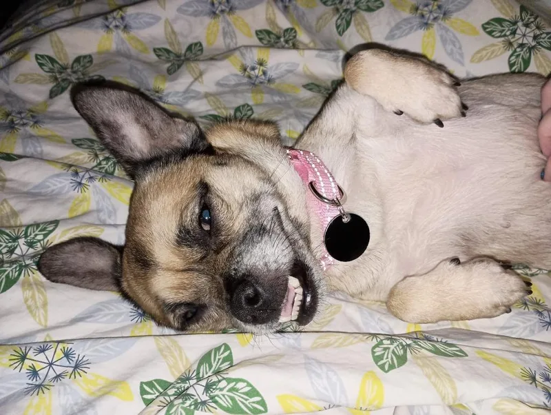 An adult small-sized female Brussels Griffon dog named Gigi for adoption in New Orleans, LA