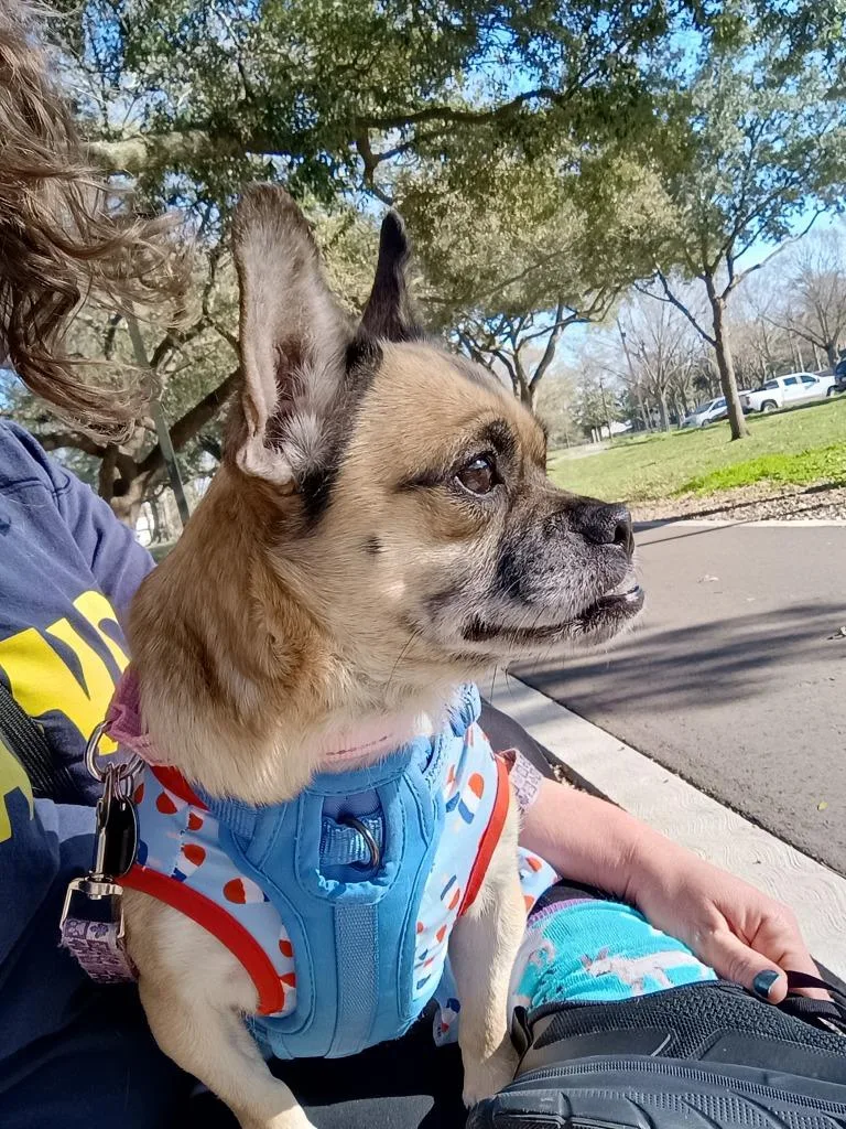Gigi thumbnail 2