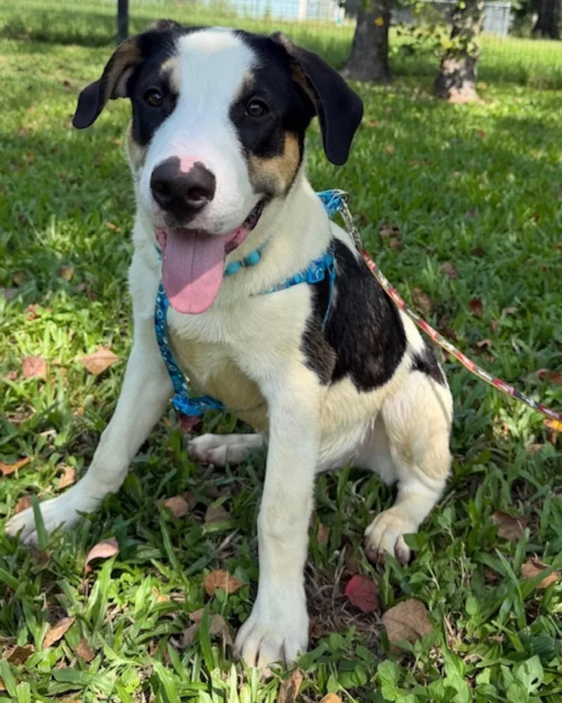 A baby large-sized male Bernese Mountain Dog dog named Osito for adoption in Houston, TX