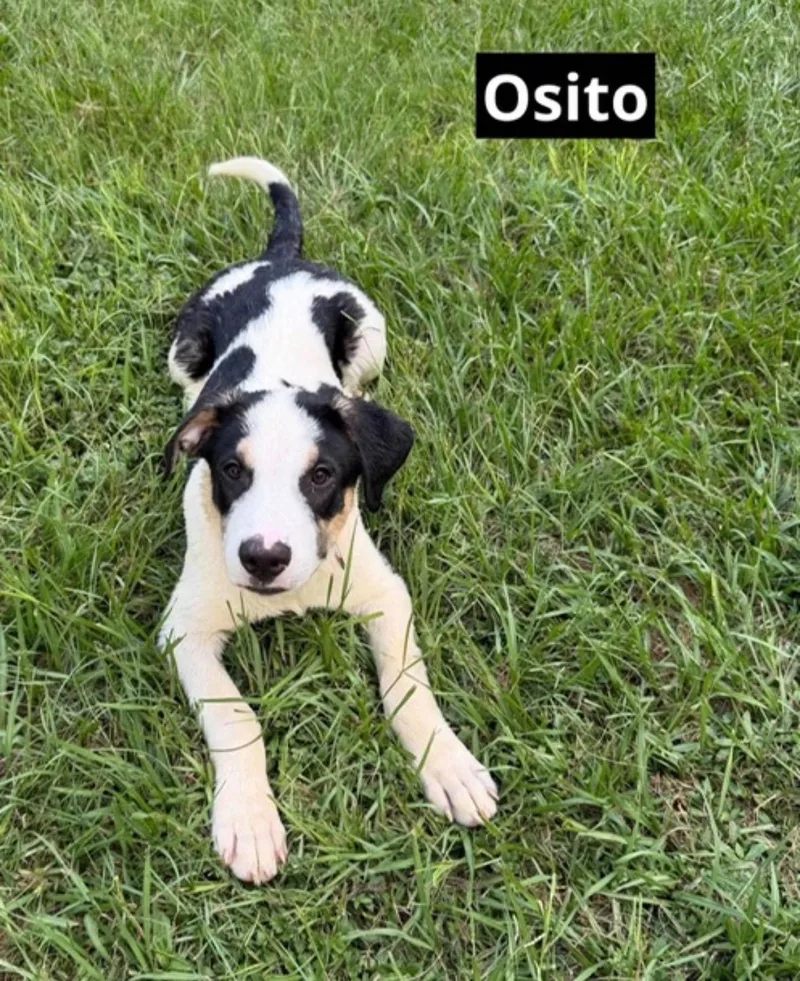 Osito thumbnail 3