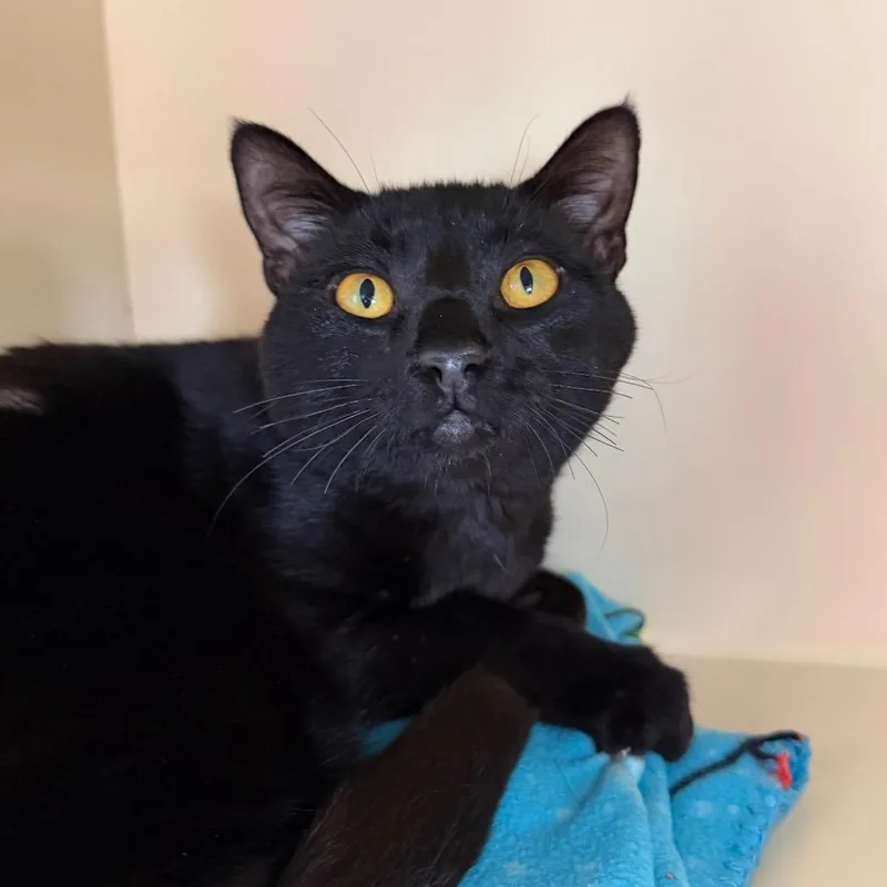 An adult medium-sized male Black Domestic Short Hair cat named Rigelus for adoption in DeKalb, IL