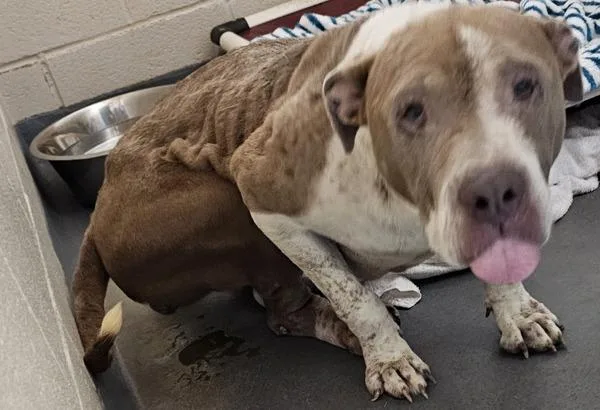 An adult medium-sized female Pit Bull Terrier dog named a Susan for adoption in Dallas, GA