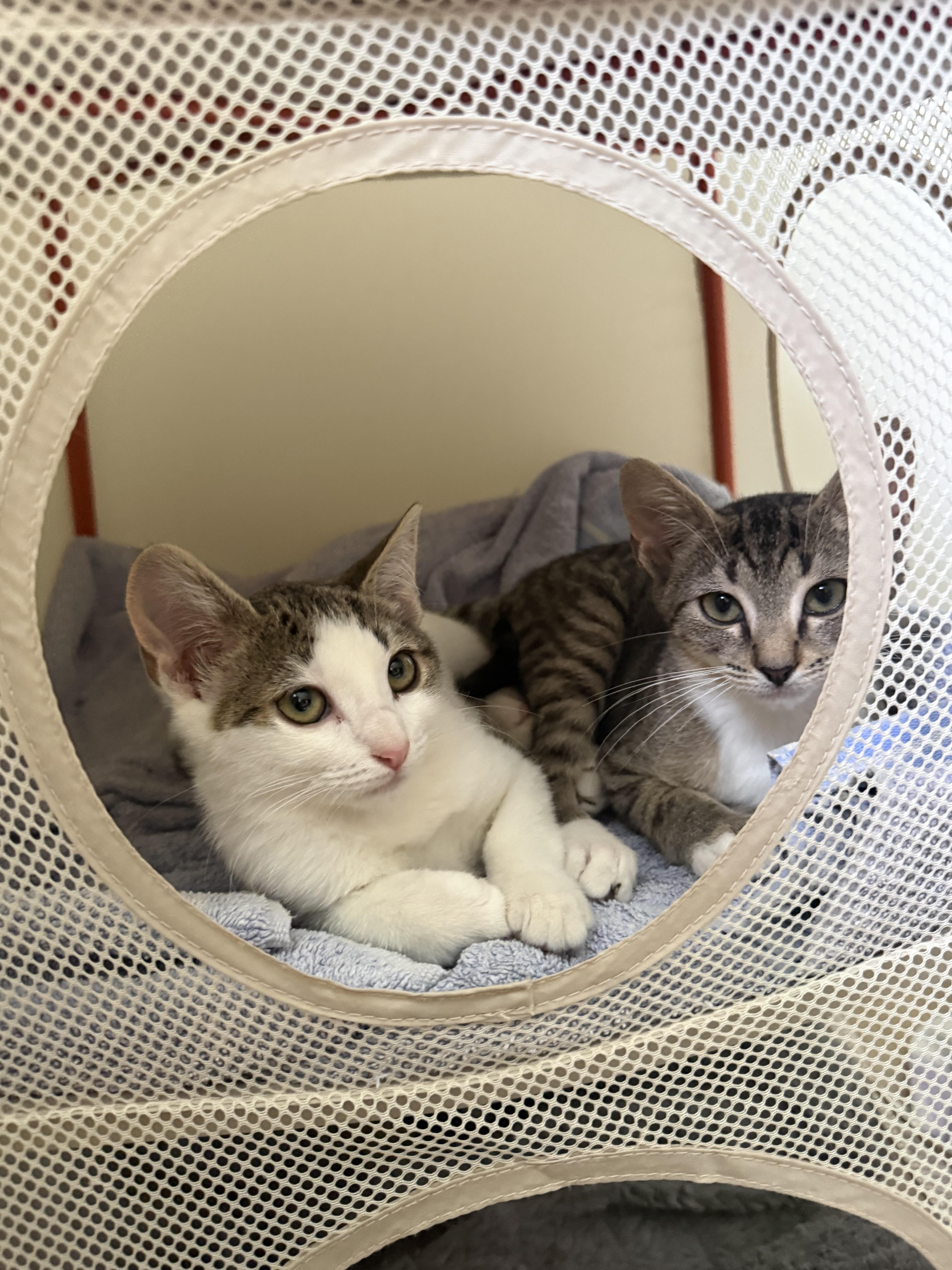 A baby medium-sized female Gray & White Domestic Short Hair cat named Sassy the Soulful for adoption in Stow, MA