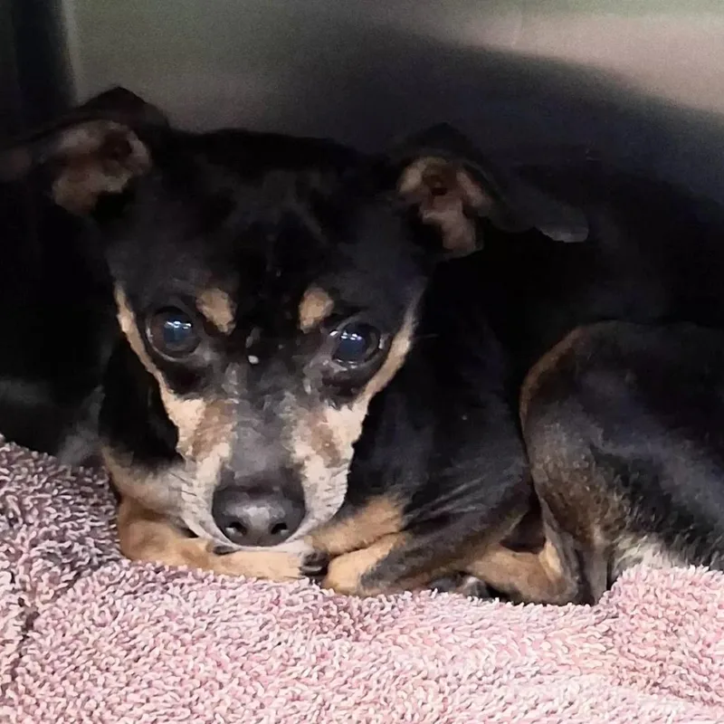 A senior small-sized male Chihuahua dog named Pawfessor Mack for adoption in Spokane, WA