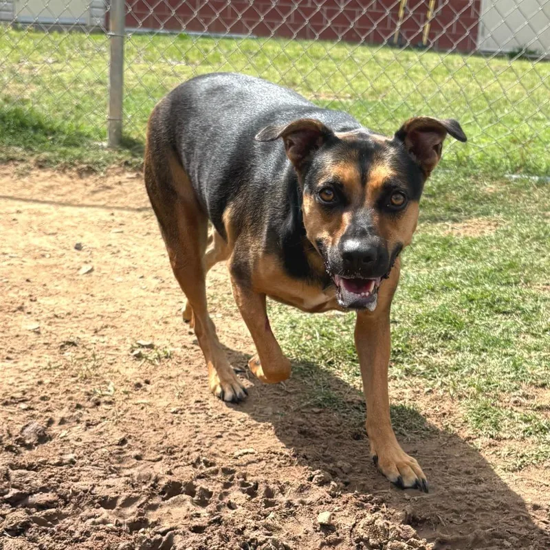 An adult medium-sized female Black Mouth Cur dog named Lucy for adoption in Cabot, AR