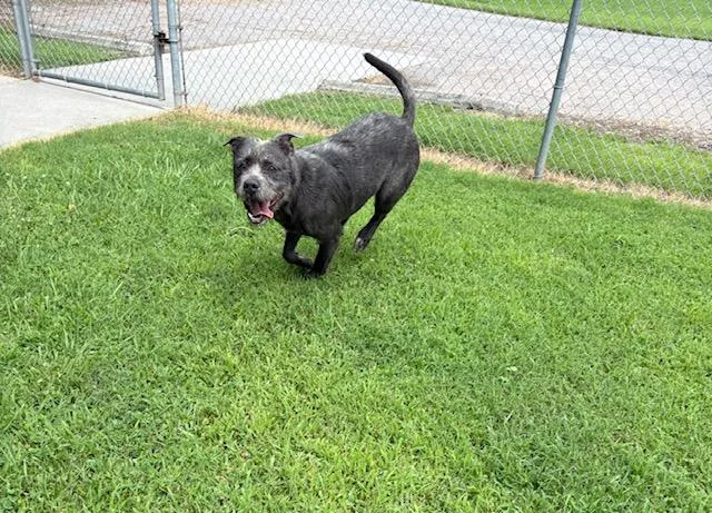 An adult large-sized male Gray / Blue / Silver Pit Bull Terrier dog named Griffin for adoption in Dinwiddie, VA