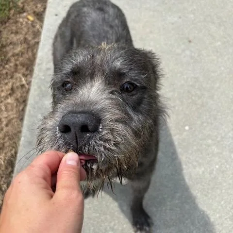 Griffin thumbnail 2