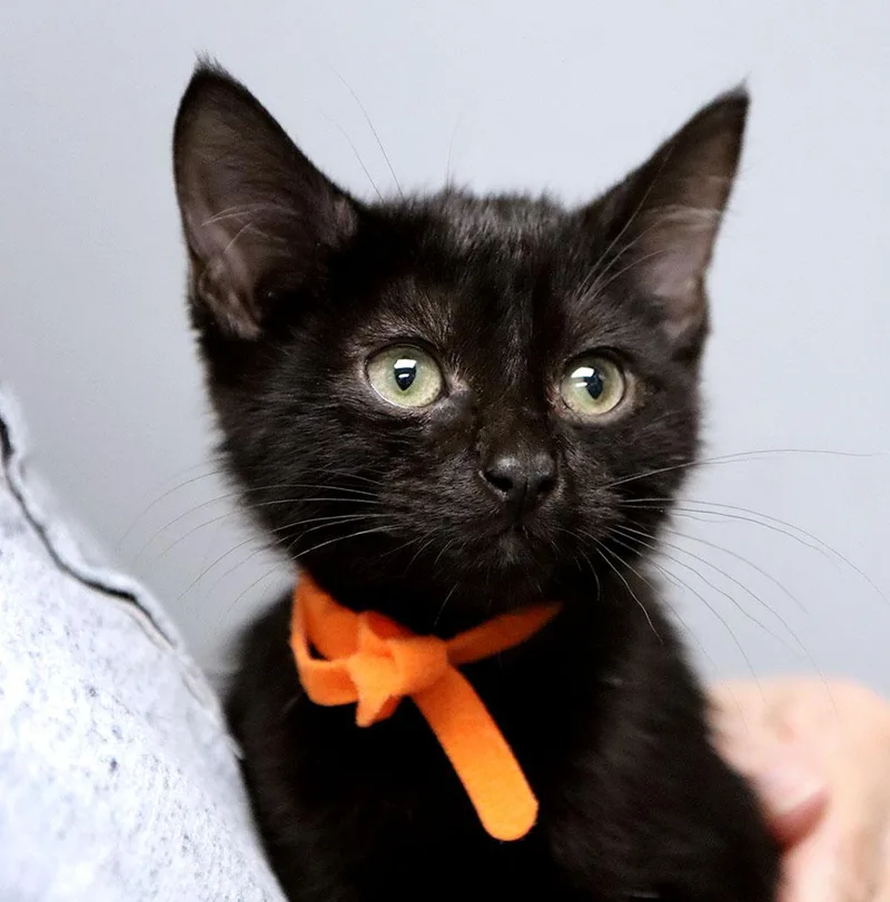 A baby medium-sized female Domestic Short Hair cat named Tiny for adoption in Kansas City, KS
