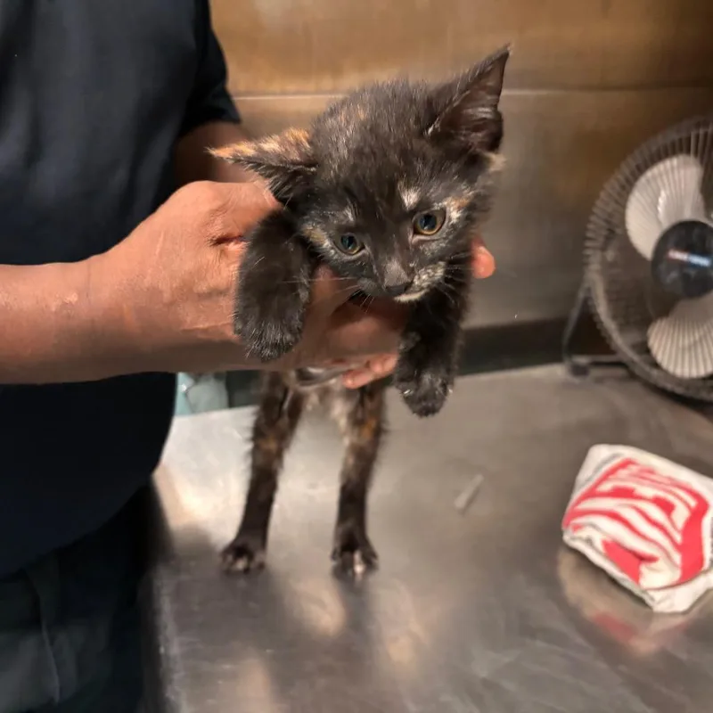 A baby small-sized female Domestic Short Hair cat named Pam for adoption in Memphis, TN