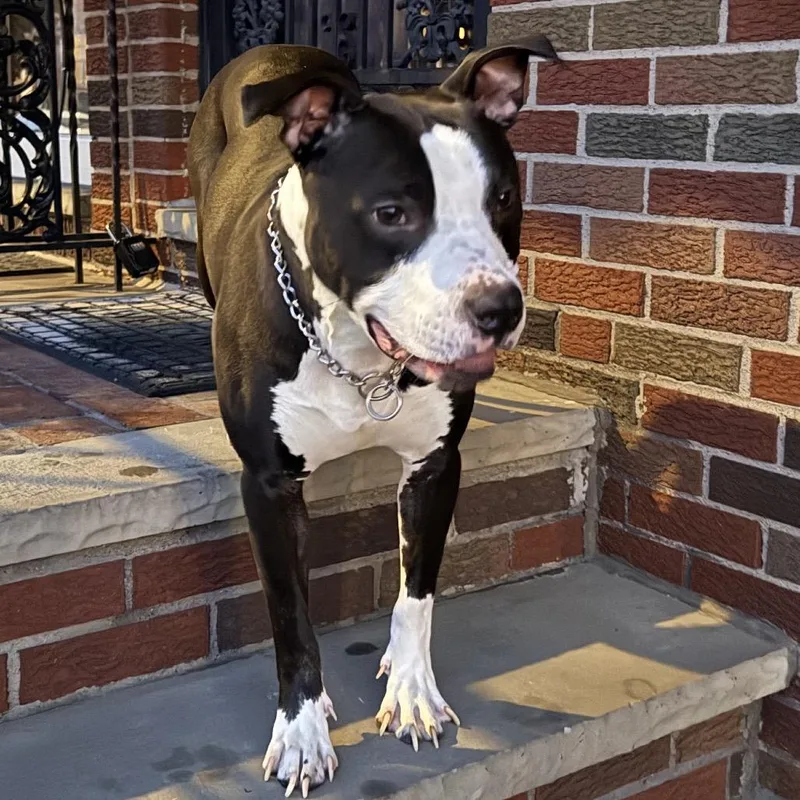 An adult medium-sized male Black Mixed Breed dog named Chamo for adoption in Philadelphia, PA