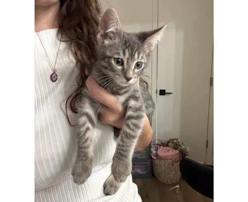 A baby small-sized male Gray / Blue / Silver Domestic Short Hair cat named Abu Wiggles for adoption in Chandler, AZ